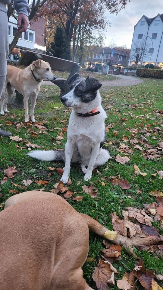 Layla auf Pflegestelle in 25421 Pinneberg in Olfen