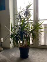 Drachenbaum Dracaena Marginata Düsseldorf - Bilk Vorschau