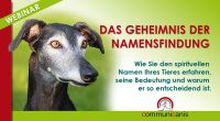 Ihr Tier kennt seinen Namen ! | Onlineseminar Bayern - Rieden a. Forggensee Vorschau