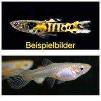 Tiger Endler Guppy w/m Niedersachsen - Garbsen Vorschau