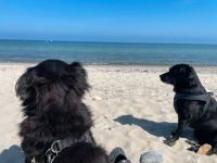 ⚓️❤️ Ferienwohnung an der Ostsee mit Hund Schleswig-Holstein - Köhn Vorschau