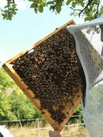 Imker sucht Standplatz für seine Bienenvölker, Bienen, Honigbiene Hessen - Bad König Vorschau