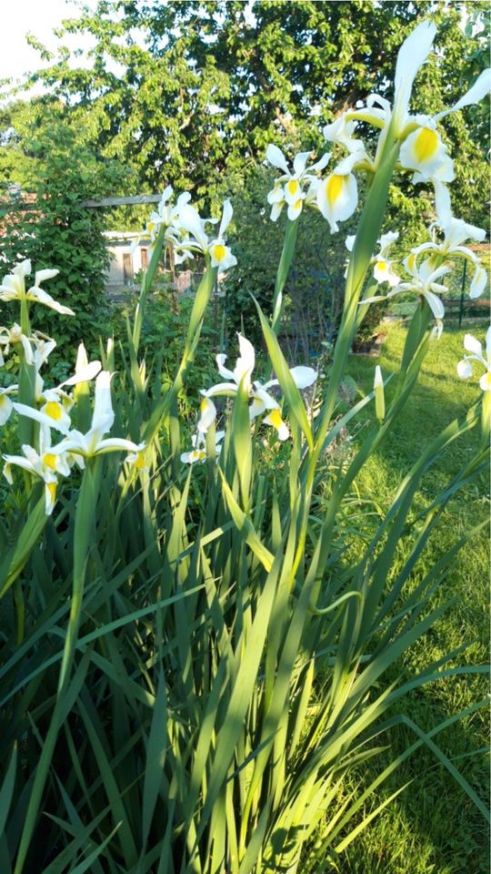 Iris orientalis, Blütenstand Höhe 1,20 bis 1,60 cm in Hainichen