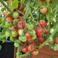 Rose Quartz Tomate, Multiflora, Setzling, massenhaft Tomaten, Bio Bayern - Rieden b Kaufbeuren Vorschau