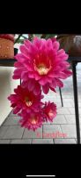 Epiphyllum Blattkakteen Kiwi Candyfloss. Ableger Bayern - Hilpoltstein Vorschau