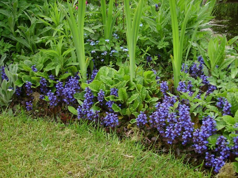 Akelei, Blumenstauden, Stauden, Blühstauden in Eggebek