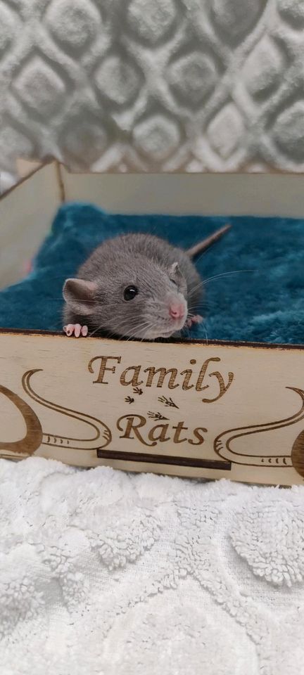 Ratten Babys ❤ aus liebevoller und seriöser Farbrattenzucht ❤ in Dortmund