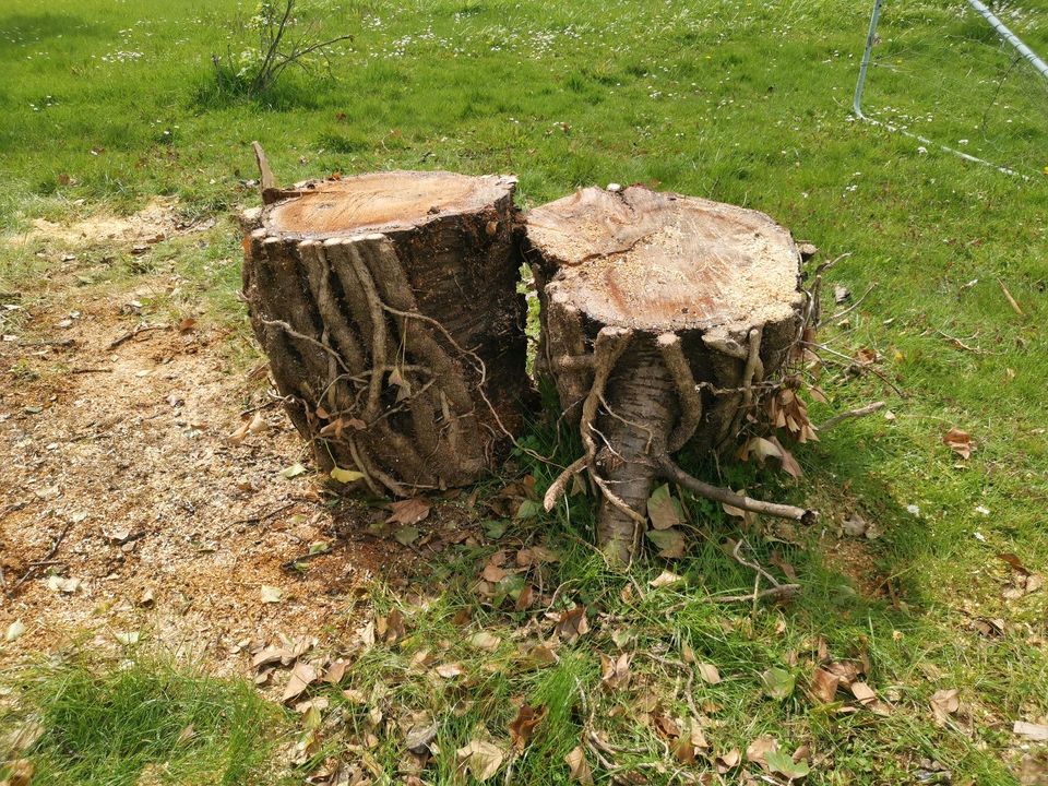 Holz für Selbstabholer zu verschenken in Kassel