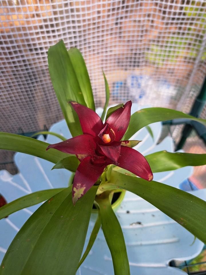 Bromelie mit schöner Blüte, mit Übertopf. in Selent