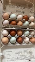 Frische Eier, Hühnereier von glücklichen Hühnern Bayern - Neumarkt i.d.OPf. Vorschau