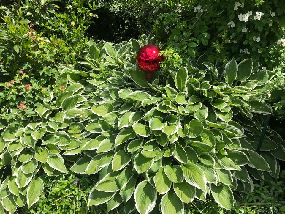 Hosta Funkien Lila Blühend Winterhart in Fürstenzell