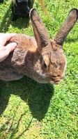 Ein Kaninchen, weiblich, ein Jahr Nordrhein-Westfalen - Herne Vorschau