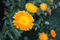 ** Bio Ringelblume Calendula ** für Salben, Tees Samen Bayern - Großaitingen Vorschau