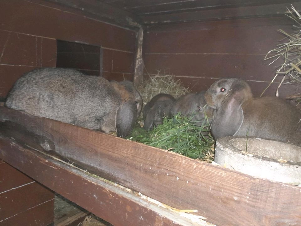 Deutsche Widder Wildfarben in Heidenau