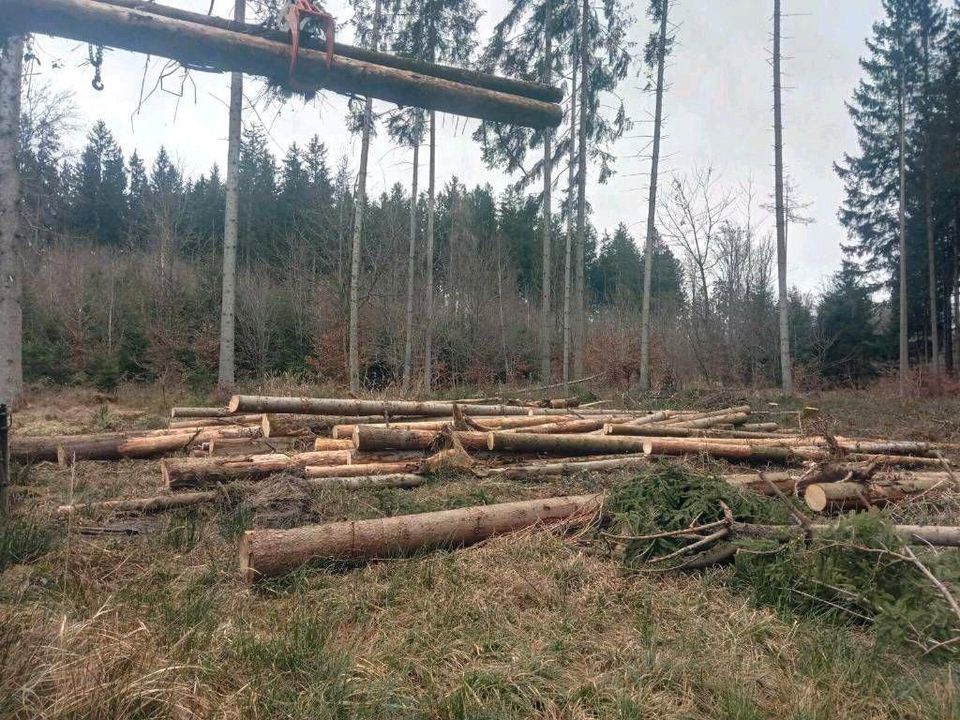 Holzrücken Käferholz Baum fällen Transport Forstarbeiten in Moorenweis