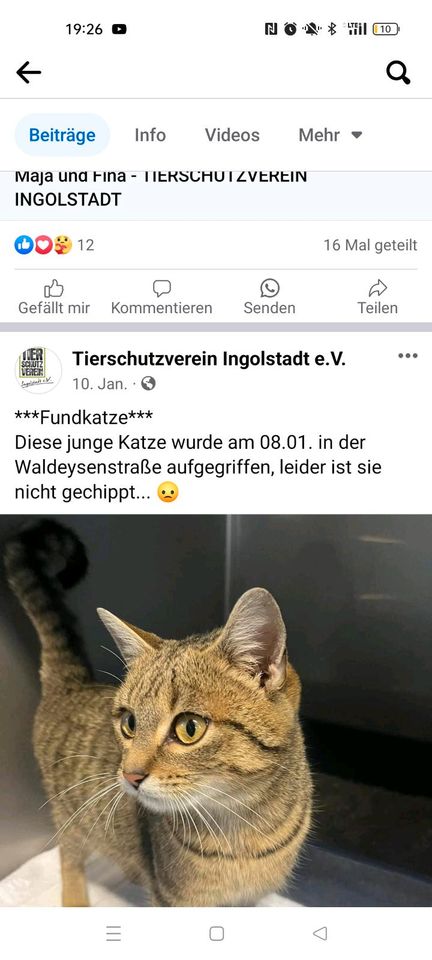 Katze u Kater entlaufen gefunden vermisst in Ingolstadt