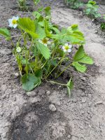 Bio Erdbeerpflanzen Erdbeeren für Garten/Balkon/Terrasse Niedersachsen - Achim Vorschau