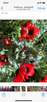 Mohn Samen Rot 1Tütchen Bio Garten Rheinland-Pfalz - Koblenz Vorschau