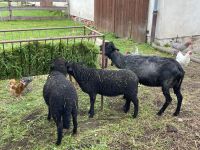 Pommernschaf weibliches Lamm Sachsen - Großröhrsdorf Vorschau