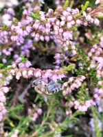 Heidehonig aus der Lüneburger Heide Niedersachsen - Sauensiek Vorschau