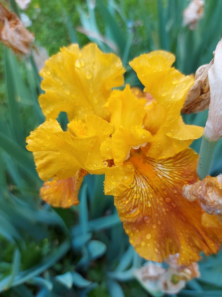 Bartiris Staude Iris goldgelb in Kirchheim unter Teck