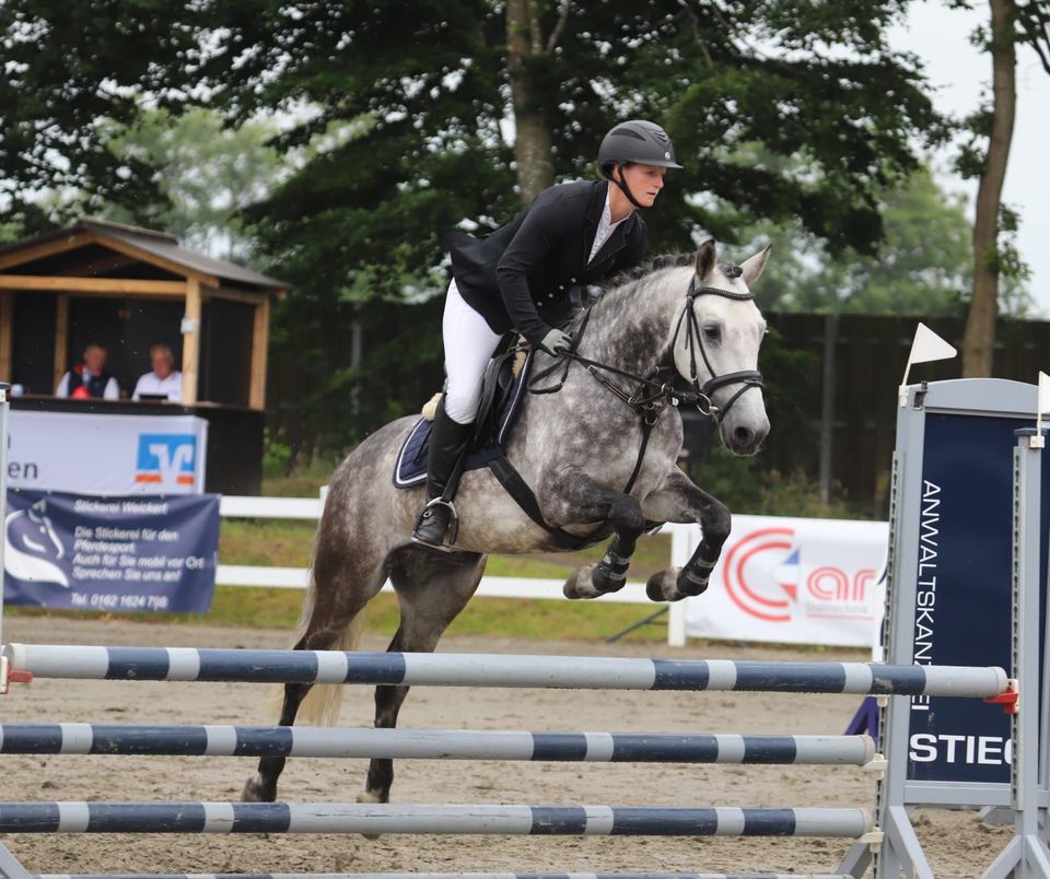 Sportpony Vielseitigkeitspony Springpony in Süderlügum