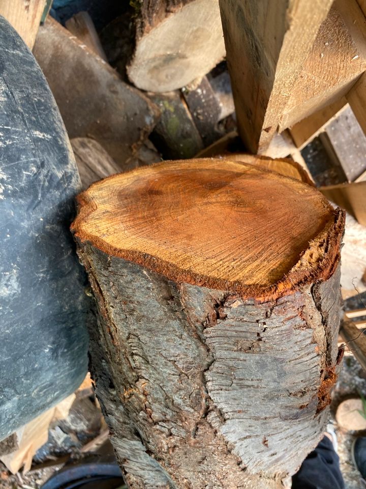 Holz/ Drechseln Pflaumen Holtz Prunus domestica in Laußnitz