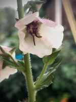 30 Samen Schaben-Königskerze,gegen Schädlinge,pro Falter + Bienen Saarland - Großrosseln Vorschau