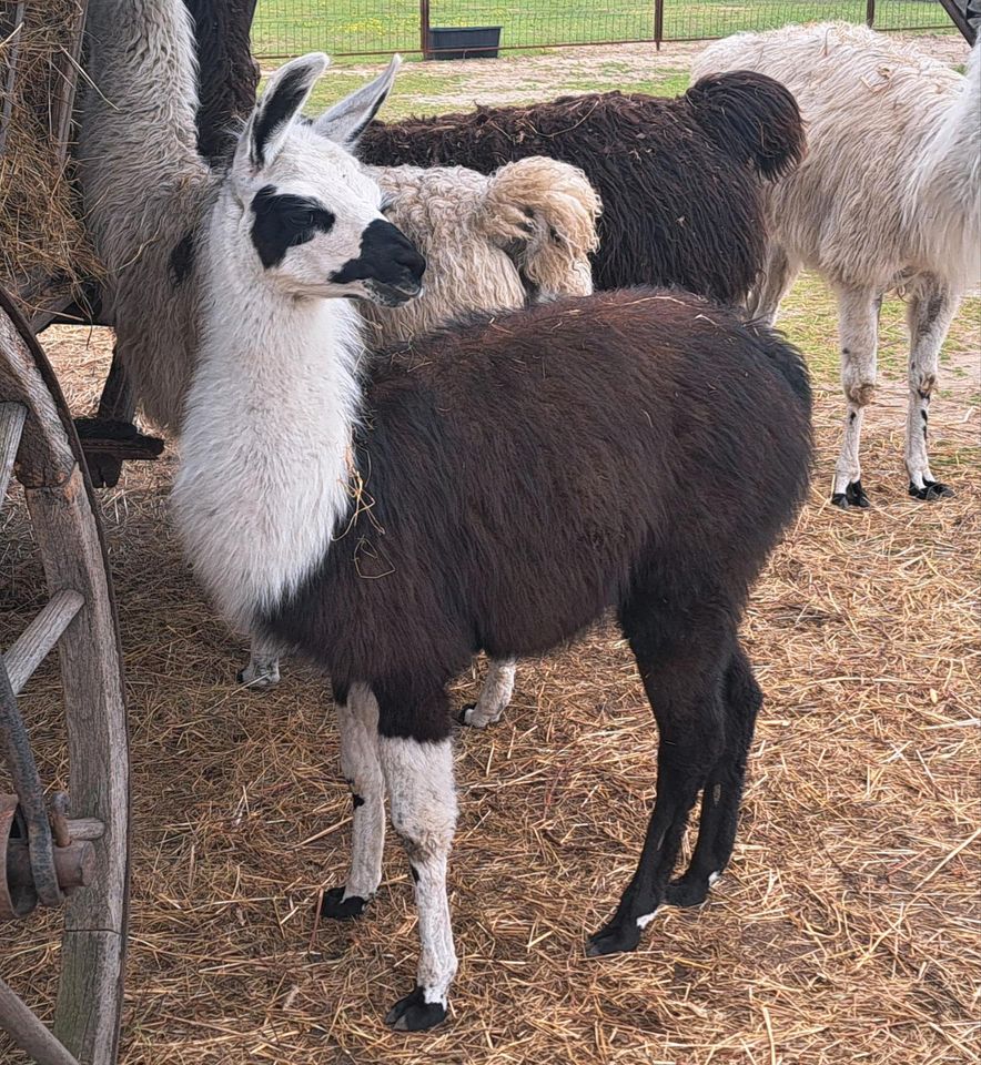 Lama, Herdenschutztier, Rasenmäher in Lohsa