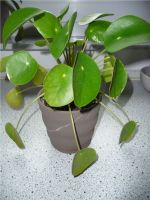 PILEA peperomioides - Ufopflanze / Geldbaum / Glückstaler Hessen - Lich Vorschau