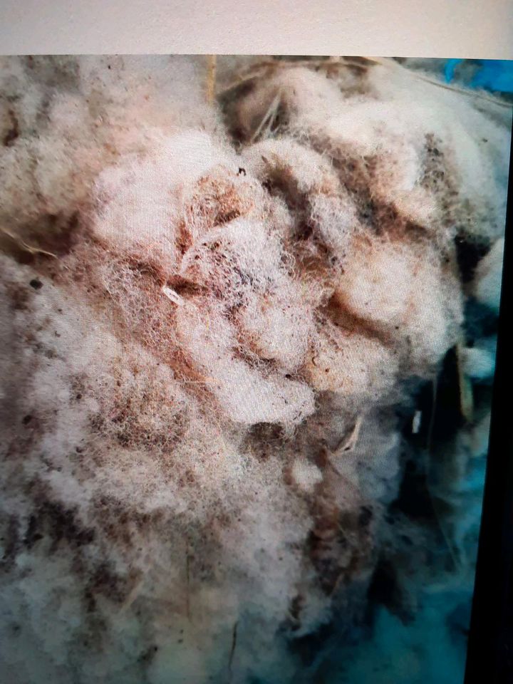 Schafswolle in Bocholt