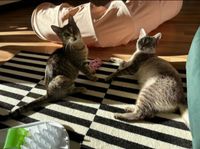 Nala & Phoebe Mama und Tochter suchen ein gemeinsames Zuhause München - Schwabing-Freimann Vorschau