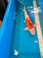 Koi -- 56cm Brandenburg - Brieselang Vorschau