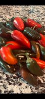 Jalapeňo Samen aus  Mexico 20 Stk. Baden-Württemberg - Weinheim Vorschau