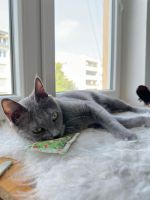 Schmusekatze Suri sucht ihren Einzelplatz Stuttgart - Weilimdorf Vorschau