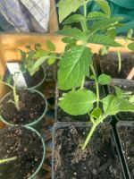 Ab Mitte Mai: Tomatenpflanzen, Jungpflanzen, Bio , in 20 Sorten Thüringen - Weida Vorschau