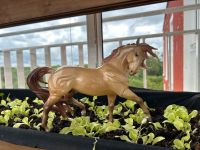 Breyer Traditional Glossy Apollo De Solis Breyerfest 2021 Limited München - Au-Haidhausen Vorschau