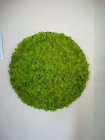 Moosbild handgefertigt - Durchmesser ca. 62 cm spring green Nordrhein-Westfalen - Willich Vorschau