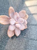 Sukkulenten Graptopetalum Amethystinum Ableger Nordrhein-Westfalen - Lohmar Vorschau