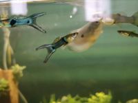 Endler Guppy "Japan blue" - Poecilia wingei Sachsen - Bischofswerda Vorschau