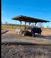 Weideplatz / offenstall hat Platz frei ( Klein Hansdorf ) Schleswig-Holstein - Ammersbek Vorschau