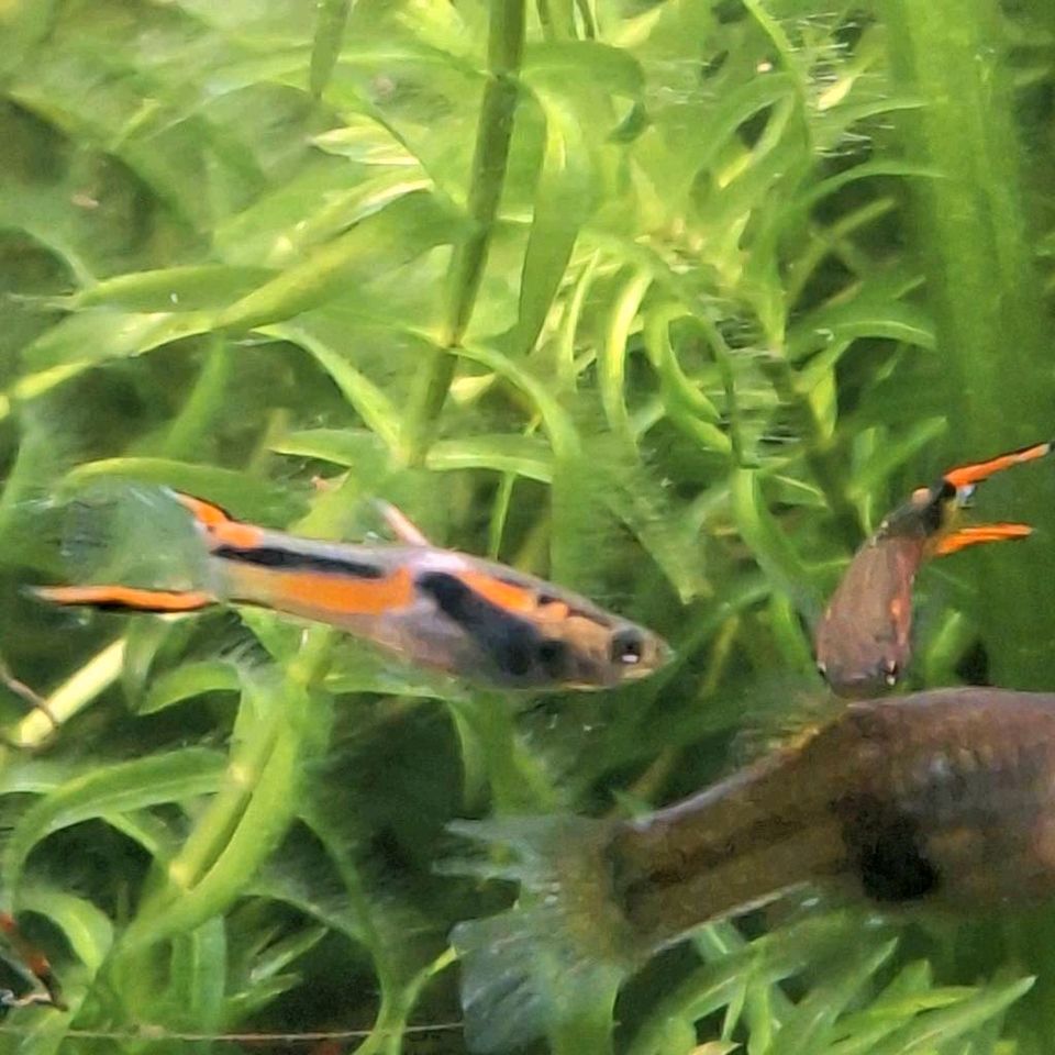 Endler Guppys, 3 Weibchen und 1 Männchen, Guppy, Aquarium in Bad Zwischenahn