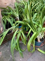 Garten-Schmucklilie, Agapanthus Lapis Lazuli, Blume, Garten Hessen - Witzenhausen Vorschau