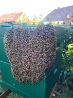 Bienen Schwarm Imker Niedersachsen - Großefehn Vorschau