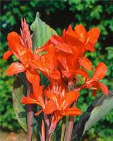 die tolle Ingeborg schöne orang rot Canna BLUMENROHR Blätter grün Brandenburg - Nuthe-Urstromtal Vorschau