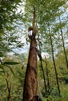 Riesenbambus Bambus Ableger Schirmbambus Saarland - Kleinblittersdorf Vorschau