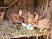 Kaninchen "Burgunder" Niedersachsen - Nörten-Hardenberg Vorschau