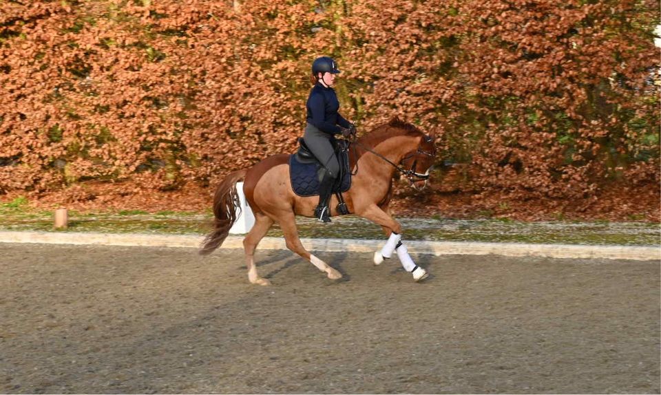 Reitstunden / mobiler Reitunterricht in Biberach an der Riß