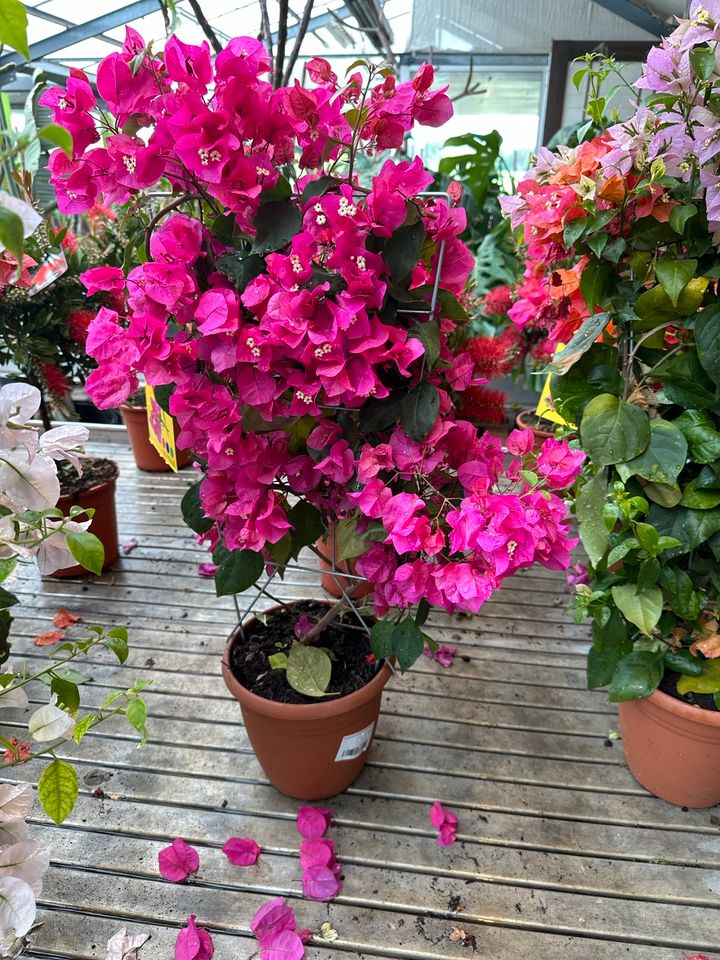 Drillingsblume Bougainvillea 90-120cm mehrfarbige in Nordkirchen