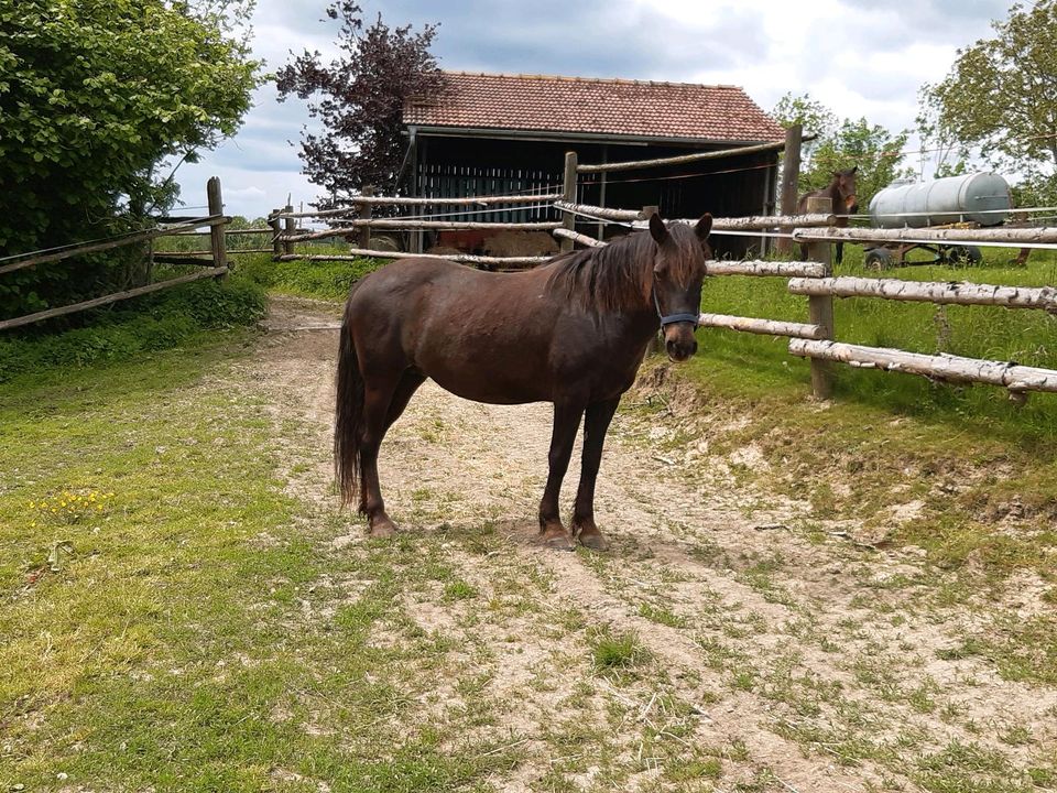 Beistellpony  sucht guten Platz in Schweitenkirchen